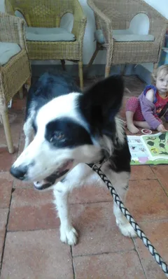 Chien trouvé Border Collie
