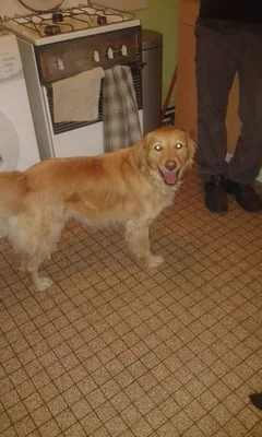 Chien perdu Golden-Retriever