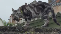 Chat perdu Chat Tigre