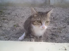 Chat trouvé Européen