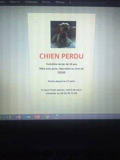 Chien perdu Yorkshire Terrier
