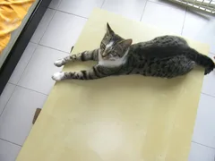 Chat perdu Européen