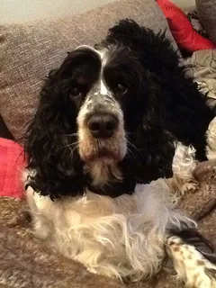 Chien perdu Cocker Anglais