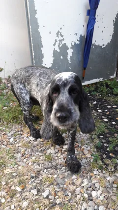 Chien trouvé Cocker Anglais