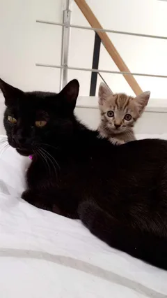Chat perdu Européen