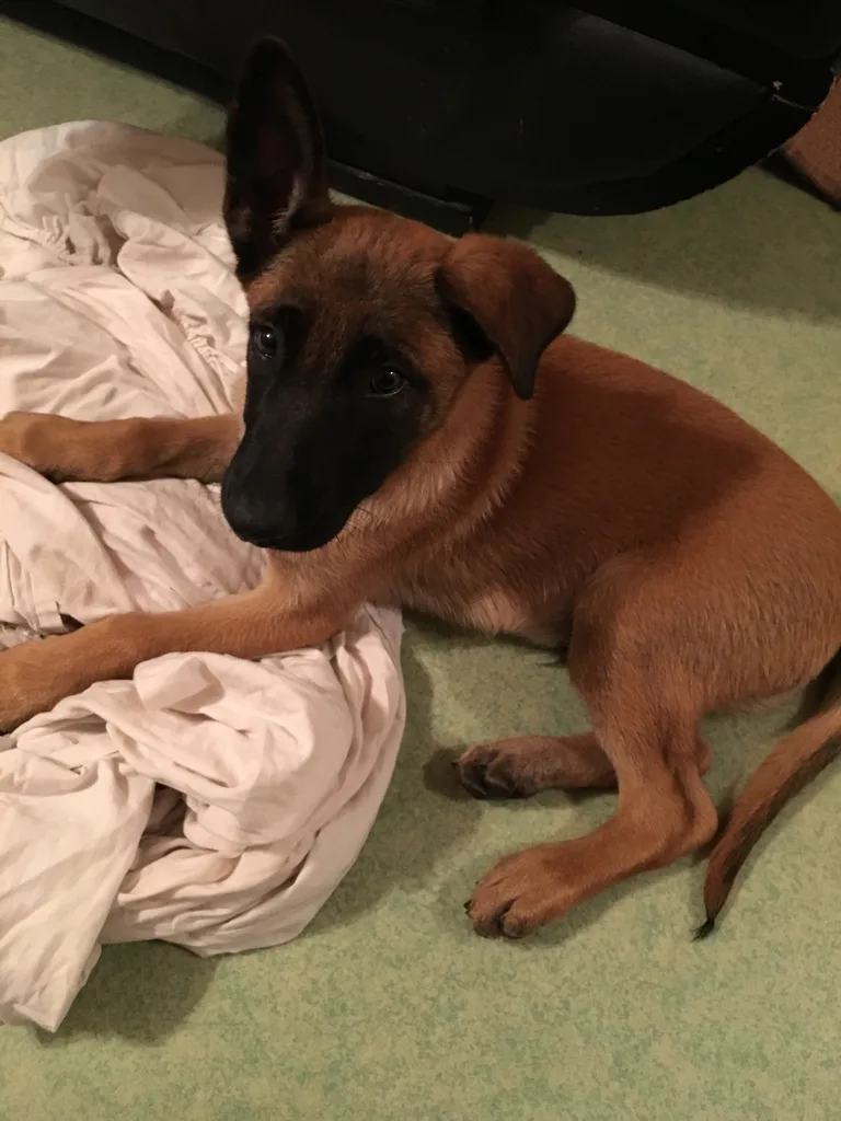 Chien trouvé