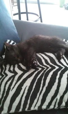 Chat perdu Européen