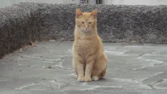 Chat perdu Européen