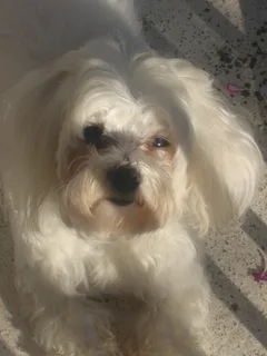 Chien perdu Coton de Tulear