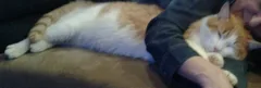 Chat perdu Européen
