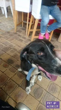 Chien perdu Border Collie
