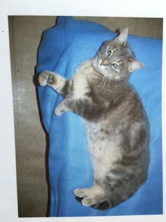 Chat perdu Européen