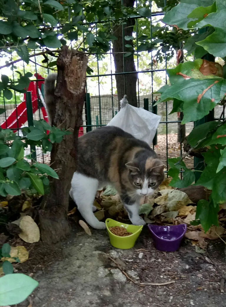 Chat trouvé