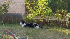 Chat perdu Européen
