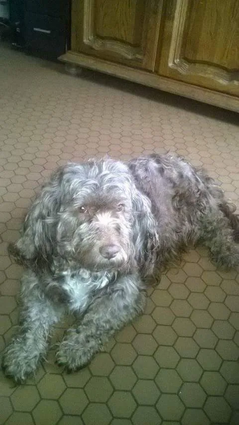 Dolly
