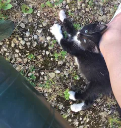 Chat perdu Européen