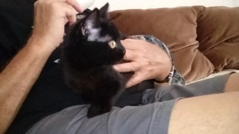 Chat trouvé