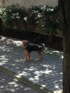 Chien perdu Yorkshire Terrier