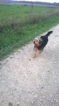 Chien perdu Teckel