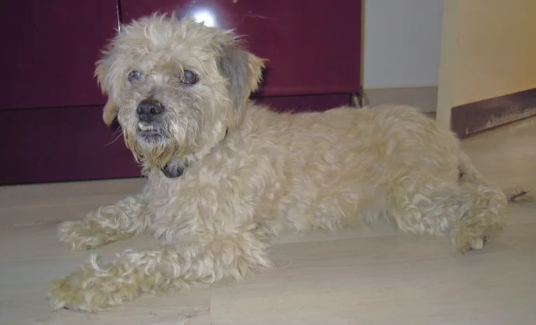 Chien trouvé