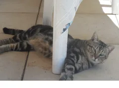 Chat trouvé Européen