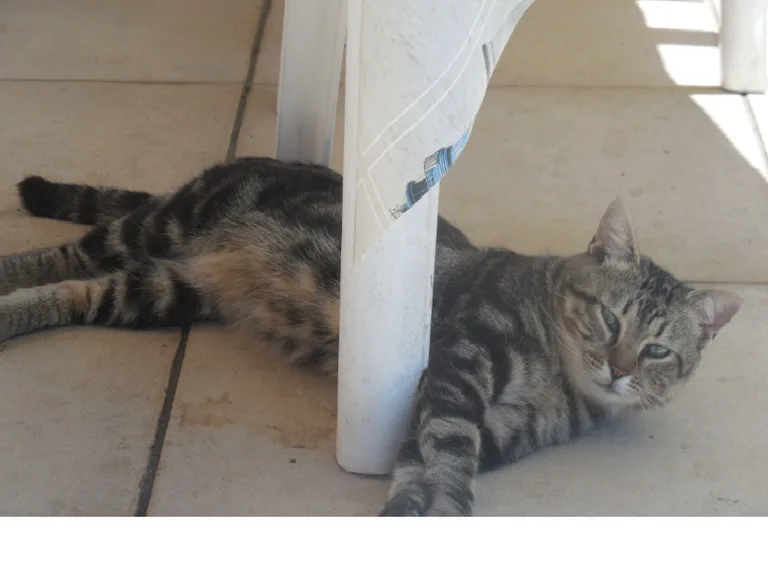 Chat trouvé