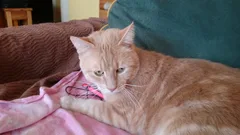 Chat perdu : Européen (chaussette)