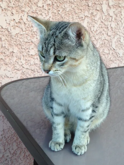 Chat trouvé