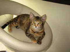 Chat trouvé Européen