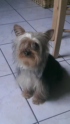 Chien perdu Yorkshire Terrier