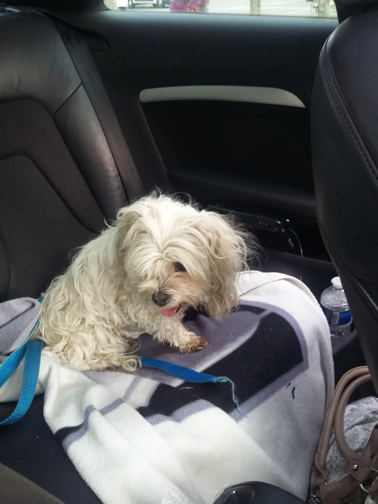 Chien trouvé