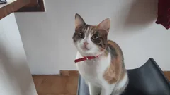Chat perdu Européen