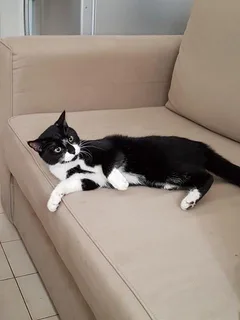 Chat trouvé Européen