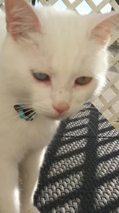 Chat perdu Européen