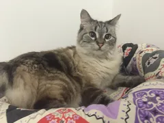 Chat perdu Sacré de Birmanie
