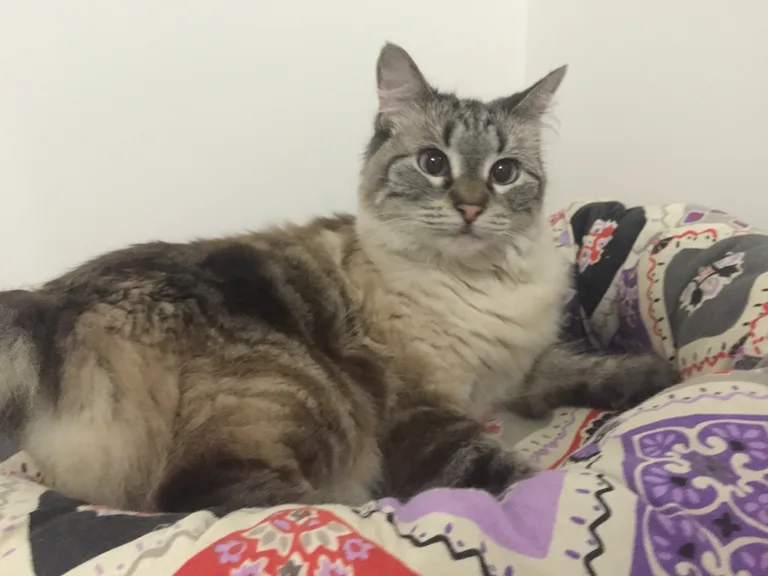 Hecate (Catou)