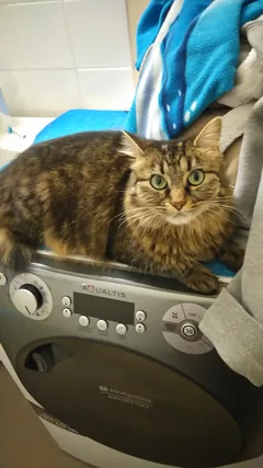 Chat perdu Européen