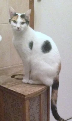 Chat perdu Européen