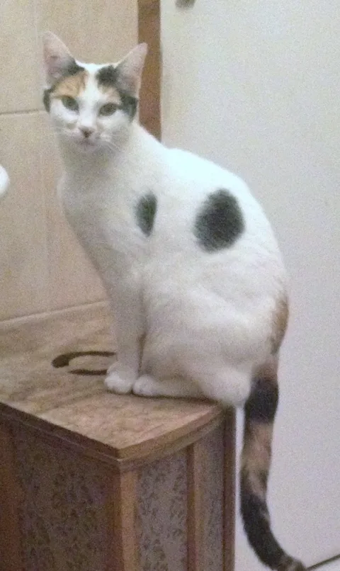 Nikita