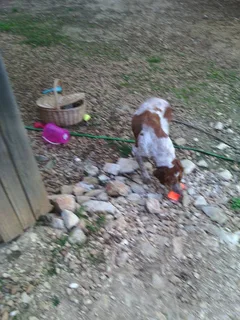 Chien trouvé Epagneul Breton