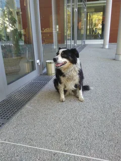 Chien trouvé Border Collie