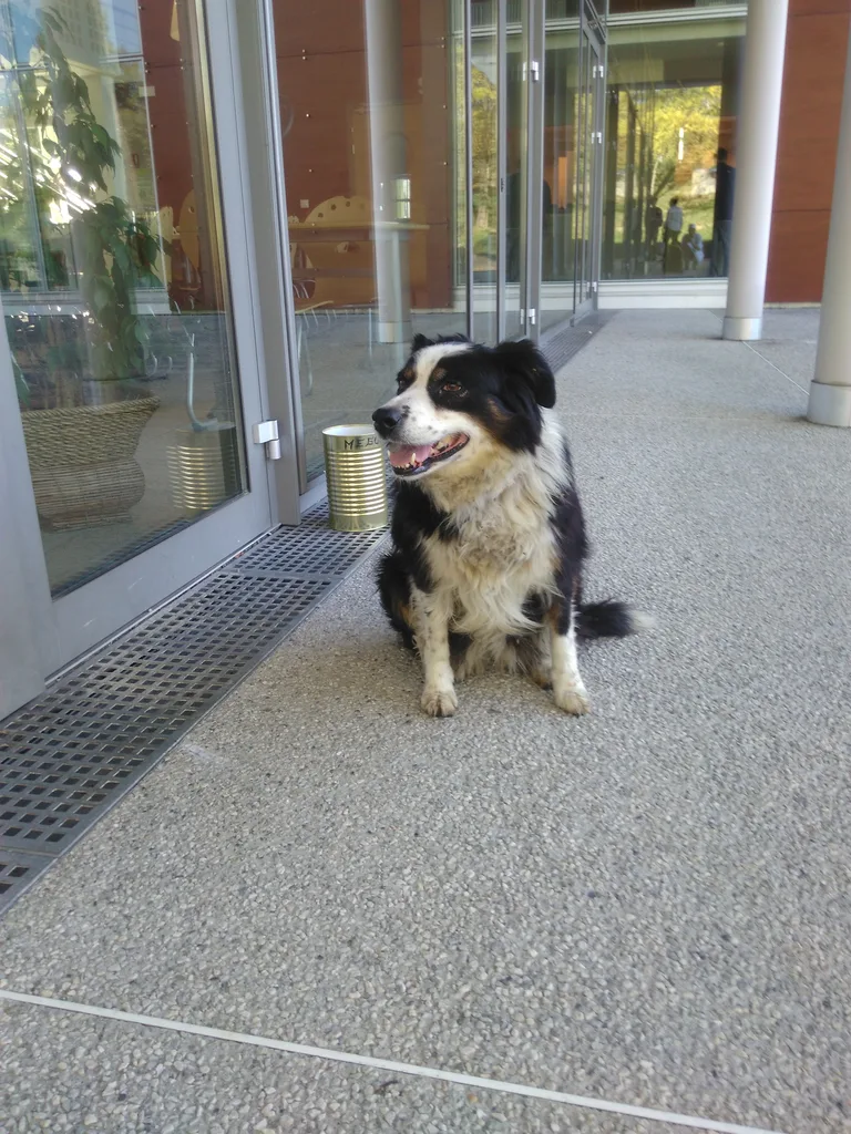Chien trouvé