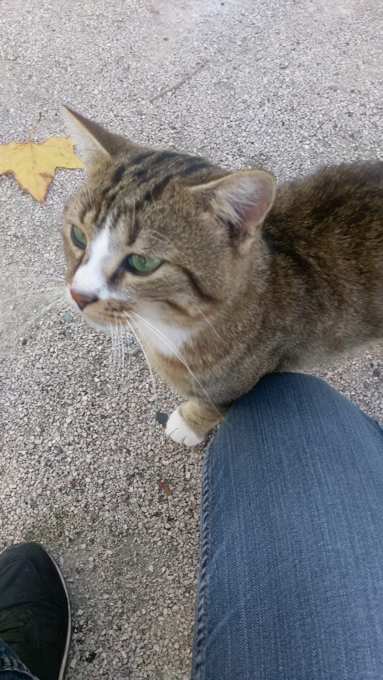 Chat trouvé