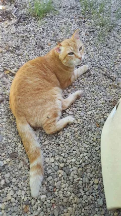 Chat perdu Européen