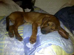 Chien perdu Briquet de Provence