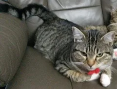 Chat perdu Européen