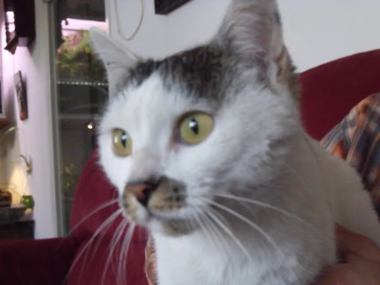 Chat trouvé