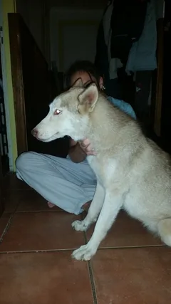 Chien trouvé Husky Sibérien