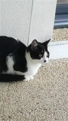 Chat trouvé Croisé