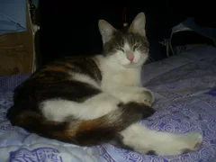 Chat trouvé Sans race particulière